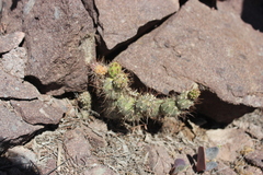 Cumulopuntia leucophaea