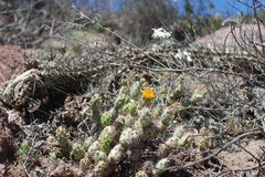 Cumulopuntia leucophaea