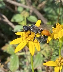 Sphecinae