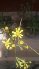 Senecio crassissimus