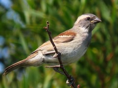 Passer melanurus melanurus