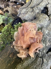 Phaeotremella