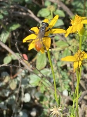 Sphecinae
