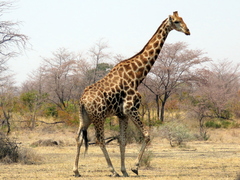 Giraffa camelopardalis angolensis
