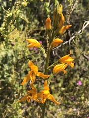 Chloraea chrysantha