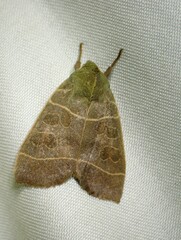 Ipimorpha pleonectusa