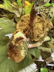 Tricholoma fulvum