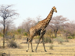 Giraffa camelopardalis angolensis