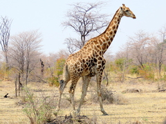 Giraffa camelopardalis angolensis