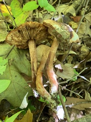 Tricholoma fulvum