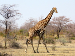 Giraffa camelopardalis angolensis