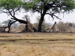 Giraffa camelopardalis angolensis