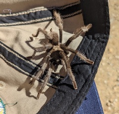 Aphonopelma eutylenum