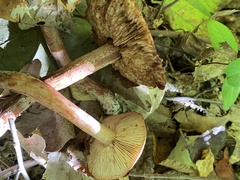 Tricholoma fulvum