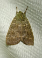 Ipimorpha pleonectusa