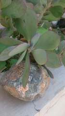 Senecio crassissimus