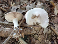 Clitocybe nebularis