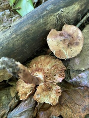 Tricholoma fulvum