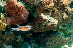 Holocentrus adscensionis