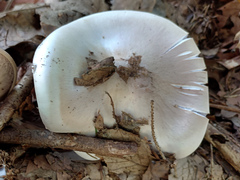 Clitocybe nebularis