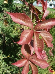 Parthenocissus quinquefolia