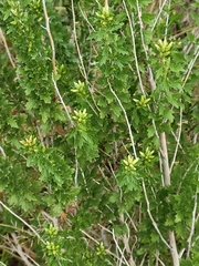 Brickellia laciniata