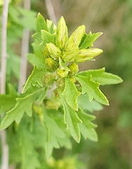 Brickellia laciniata