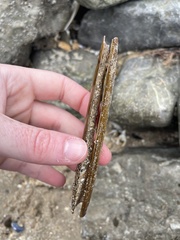 Ensis
