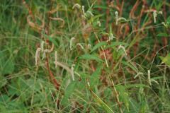 Persicaria lapathifolia lapathifolia
