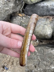 Ensis