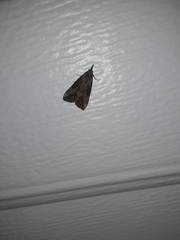 Hypena scabra