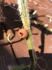 Aculeata