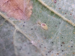 Nigma puella