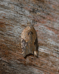 Acleris laterana