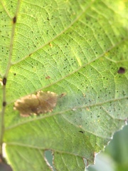 Nigma puella