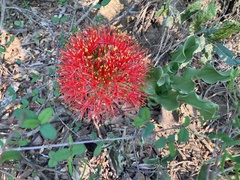 Scadoxus multiflorus