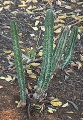 Euphorbia trigona