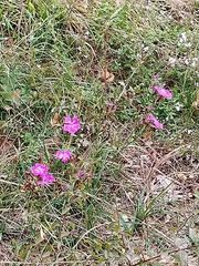 Dianthus seguieri