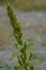 Amaranthus viridis