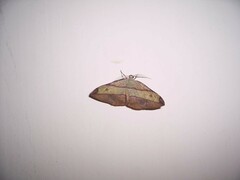 Hypochrosis hyadaria
