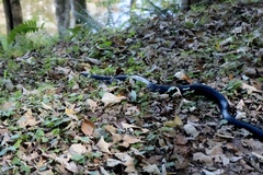 Pantherophis alleghaniensis