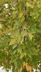 Acer griseum