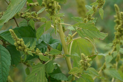Amaranthus viridis
