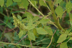 Amaranthus viridis