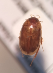 Enochrus