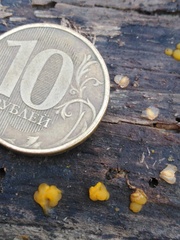Dacrymyces capitatus