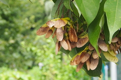 Acer sino-oblongum