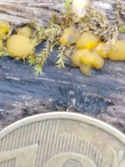 Dacrymyces capitatus