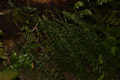 Tmesipteris truncata