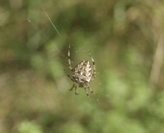 Araneus diadematus